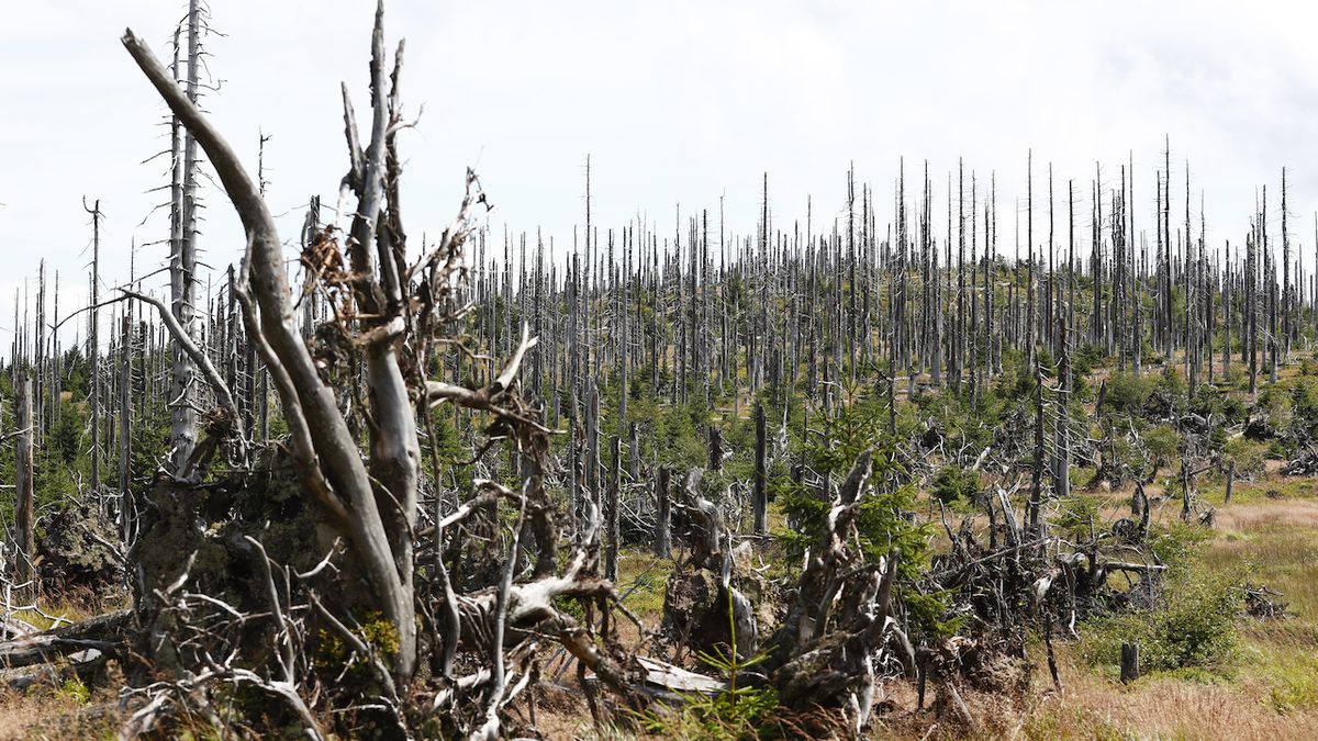Dendrolog: Smrky v Česku čeká kácení, stromy už reznou i ve vlhkých lesích